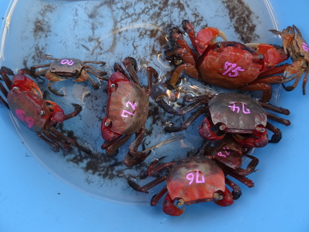 大阪府立大学カニマーキングサポート(カニ調査②) in せんなん里海公園_c0108460_22272360.jpg