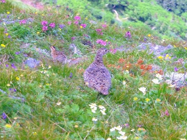 2013.7.15～18 白峰三山縦走_c0219866_992133.jpg