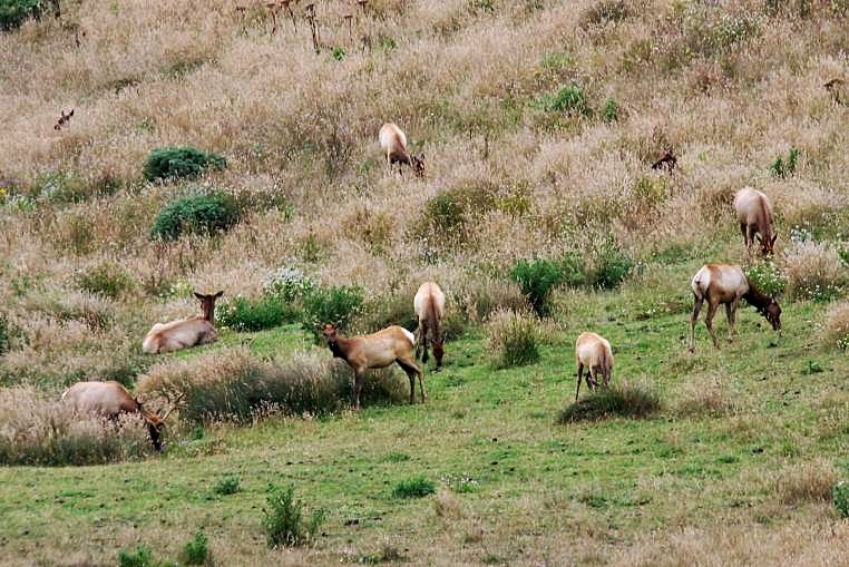 Pierce Point Ranch #2- Point Reyes  National Seashore_a0126969_6171010.jpg