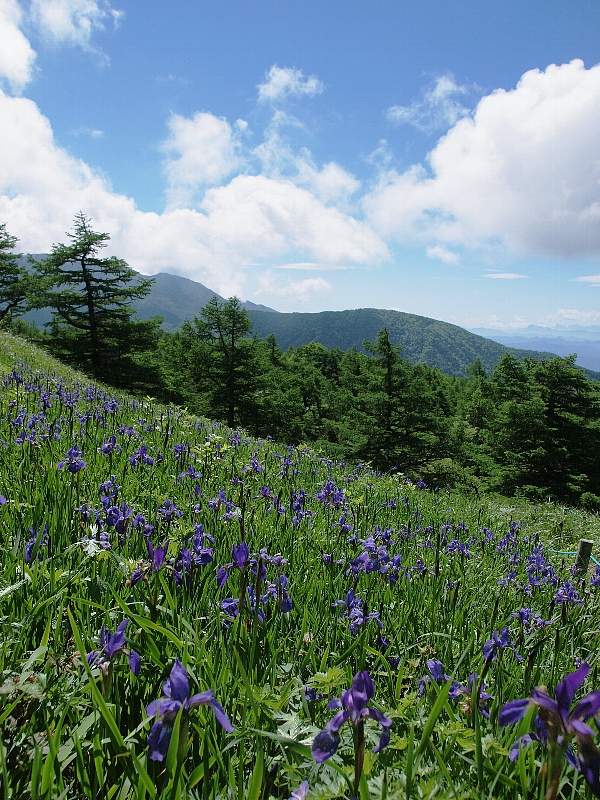 池の平湿原　その２_d0316677_21301347.jpg