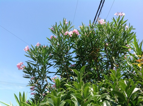 夏の木 7月20日 野の花暮らし 夏の木 7月20日 野の花暮らし