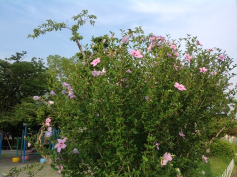 夏の木 7月20日 野の花暮らし 夏の木 7月20日 野の花暮らし