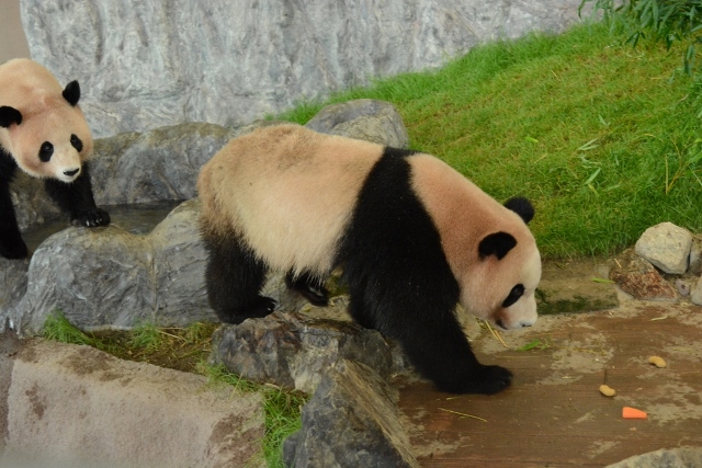 ２０１３年６月　白浜パンダ見隊２　その９　陽ちゃん池の栓を抜く_a0052986_06382.jpg