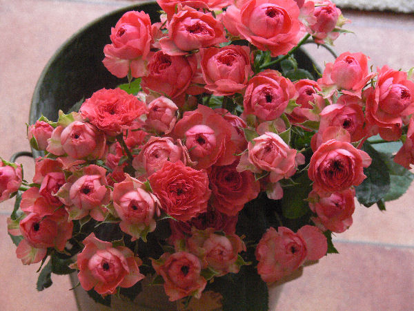 e0140986_1121157.jpg