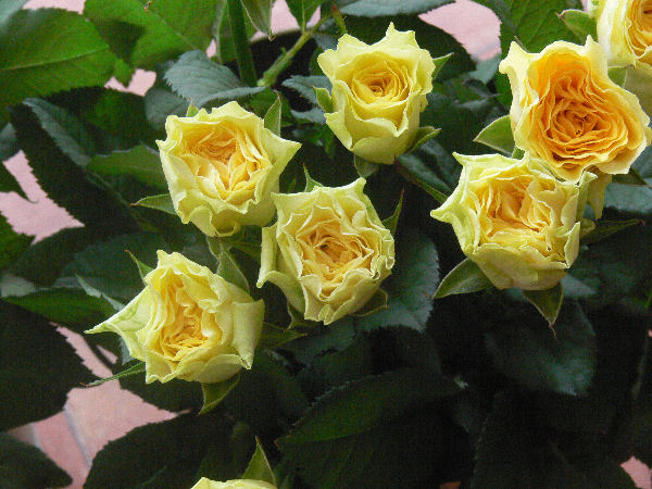 e0140986_11253419.jpg