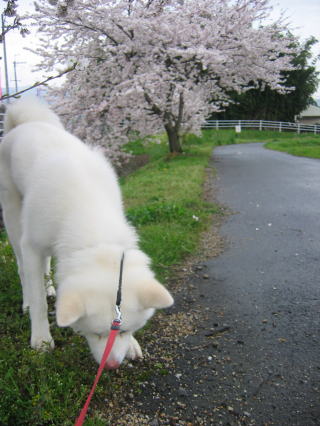 せっかくの桜だけど_a0187087_162496.jpg
