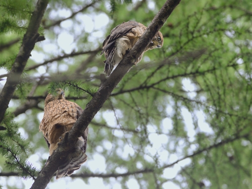 猛禽類の子供たち トドの野鳥日記 猛禽類の子供たち トドの野鳥日記