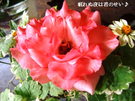 f0212993_15172661.png
