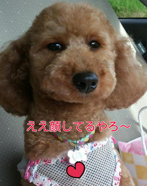 b0237894_20472387.png