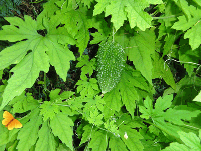 c0125501_111725.gif