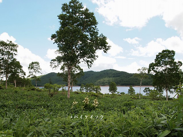 e0039703_04393.jpg