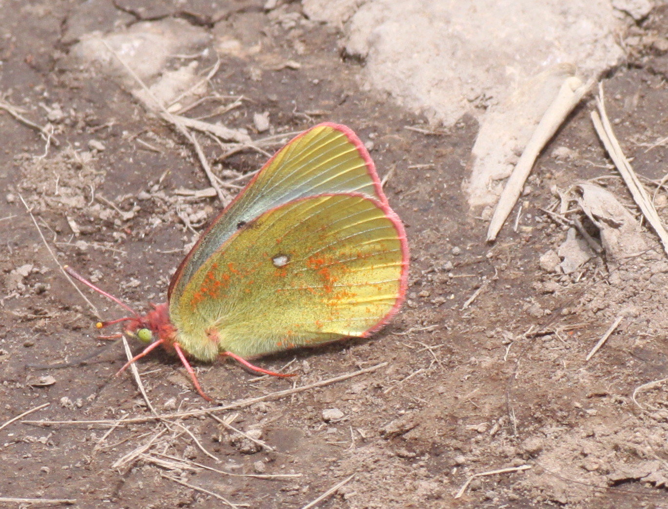 長野                 　 ミヤマモンキチョウ初見2013/07/20②_d0251807_81551.jpg