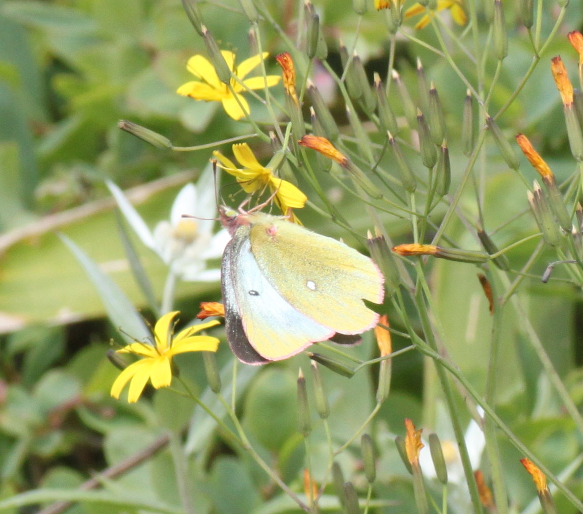 長野                 　 ミヤマモンキチョウ初見2013/07/20②_d0251807_815638.jpg