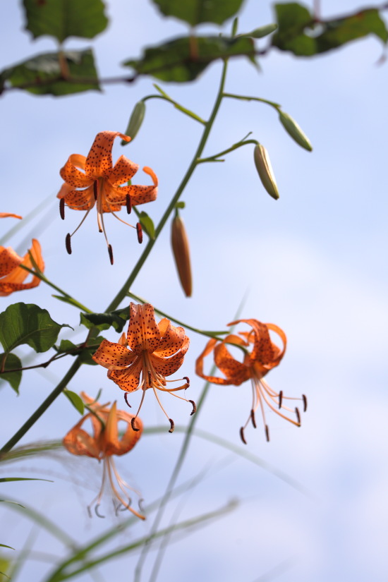 今晩は、花火。_e0274411_1005464.jpg