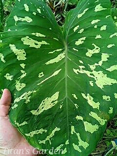 Caladium praetermissum 'Hilo Beauty' : Ｔｉｔａｎ'ｓ Ｇａｒｄｅｎ