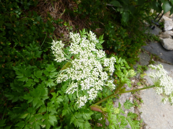d0170615_23242915.jpg