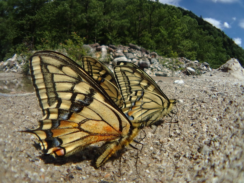 20130720　魚露目の散歩道：オオイチモンジ、ヤリガタケシジミなど_d0090322_2241588.jpg