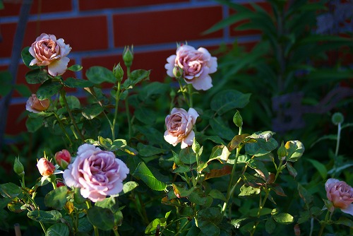 f0170524_13261387.jpg