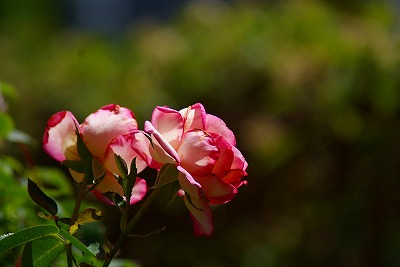 f0170524_13324467.jpg