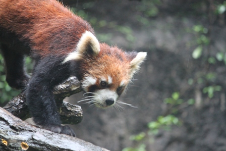 雨の多摩動物公園Ⅱ_e0157225_17112190.jpg