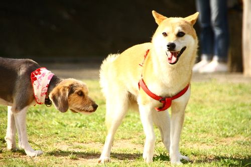 選挙と高校野球☆_d0158028_22331199.jpg