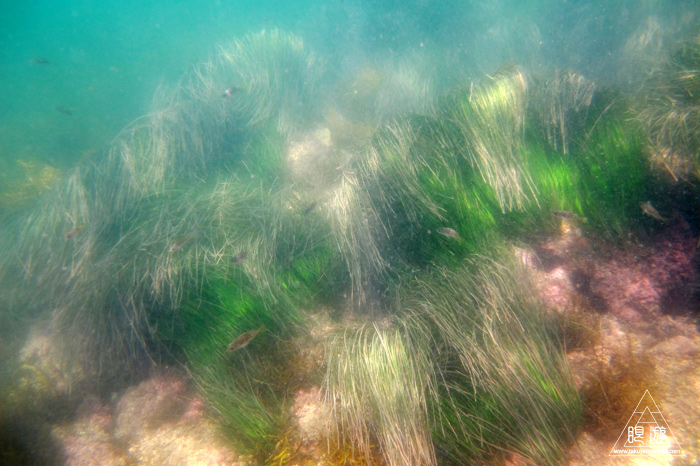 333 鹿島町 ~海をなめるな~_c0211532_174331.jpg