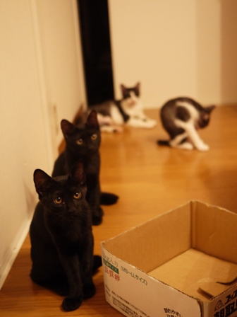 おりこうにゃん決定猫 しぇるらぃらぎゃぉすてぃぁらみるきぃ編。_a0143140_23535980.jpg