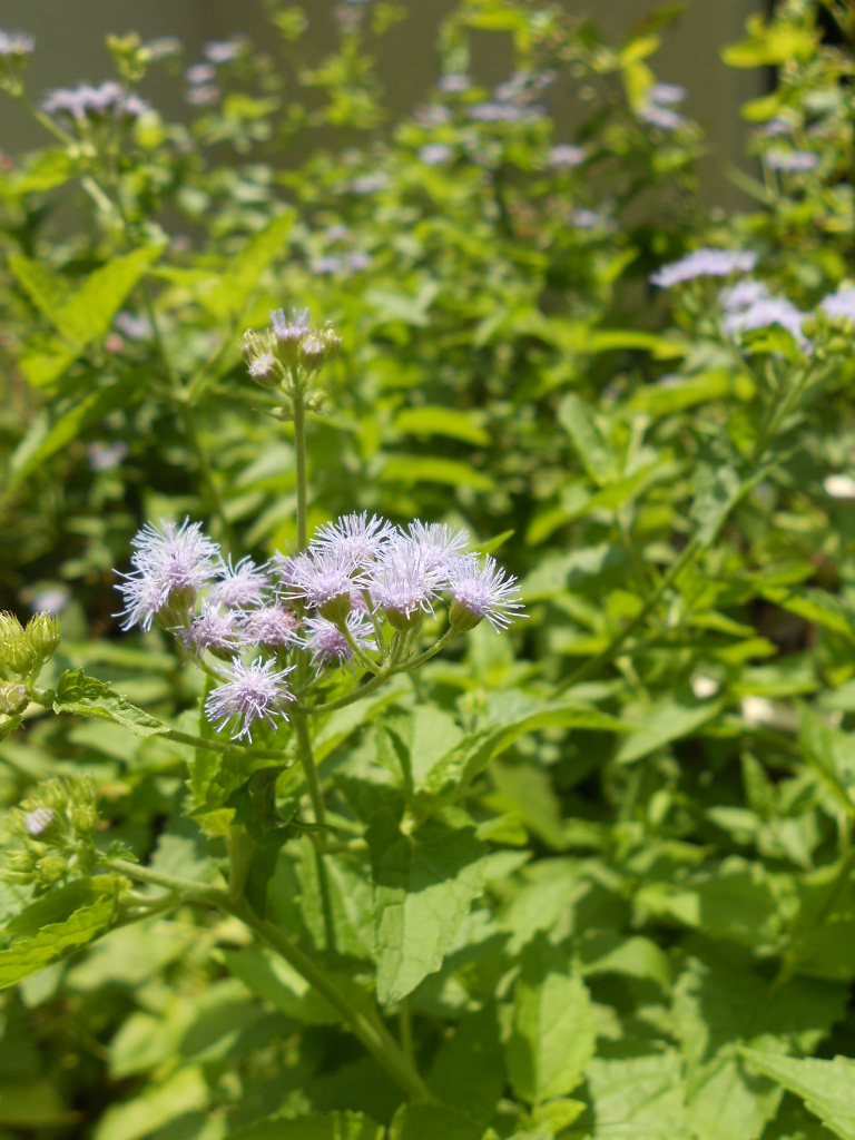 アゲラタムの花_e0300042_11482081.jpg