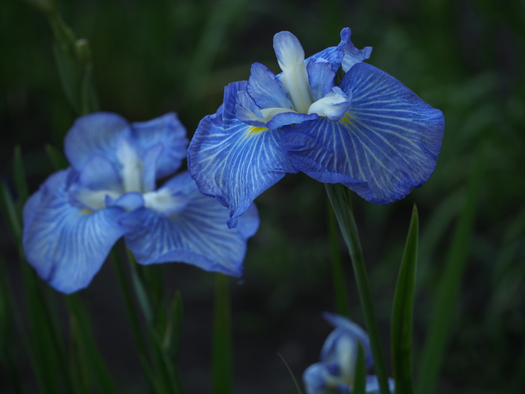 花菖蒲園　その２_e0305745_2019911.jpg