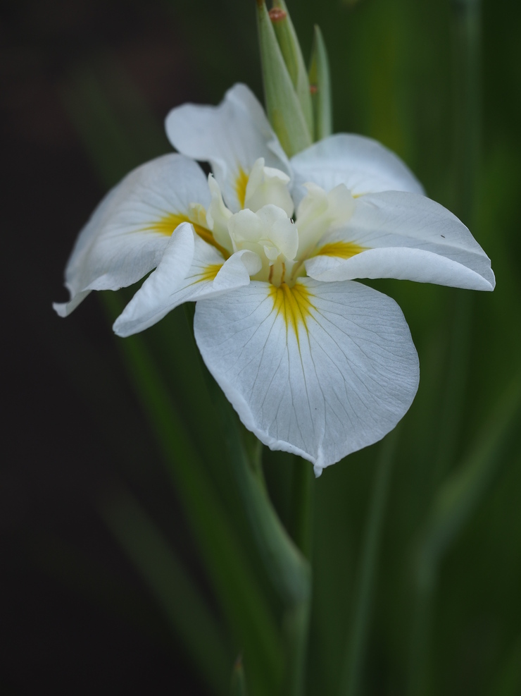 花菖蒲園　その２_e0305745_2027418.jpg