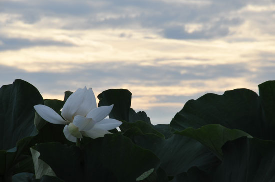 ハス(3)_c0093046_157710.jpg