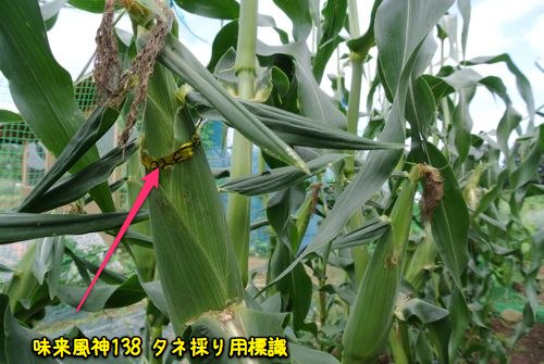 草刈り作業_c0063348_9402185.jpg