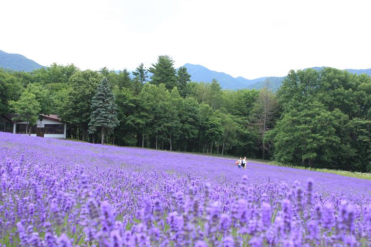 ラベンダー畑　♪　♪　美瑛　富良野_e0295348_12315744.jpg