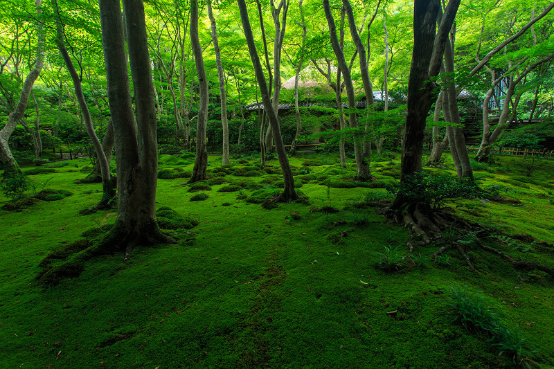 緑に包まれる祇王寺_f0155048_22163315.jpg