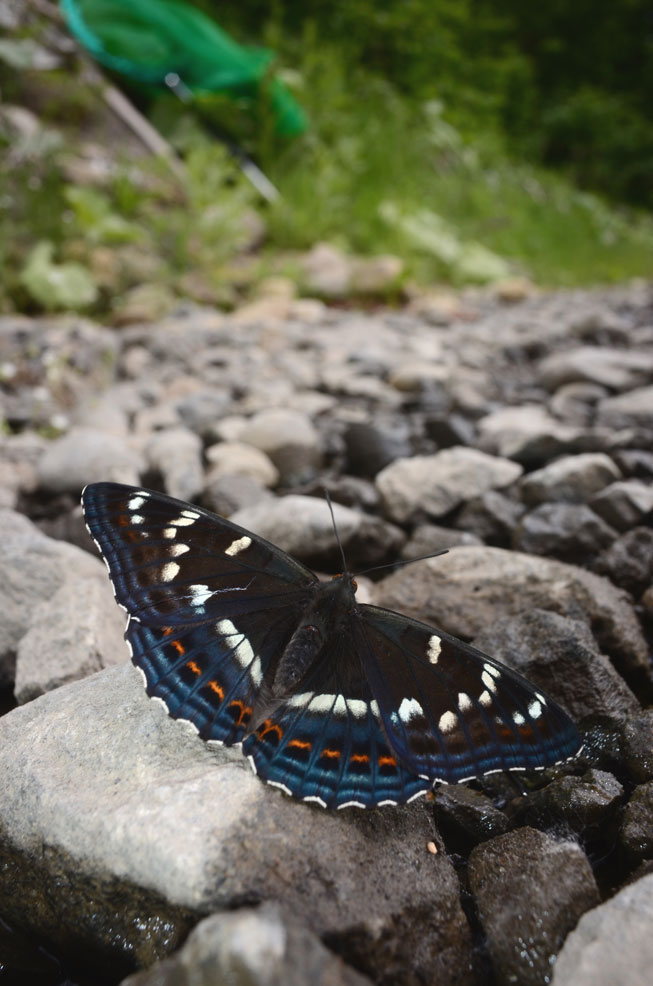 大雪】7月14日～15日【層雲峡】 : 雑記蝶
