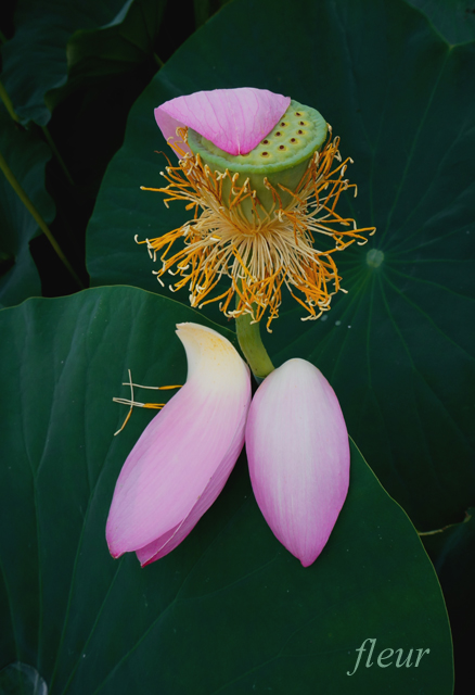 ハスの花の撮り方 散り花の表情 Crystal Wayの作例 フルール花写真教室