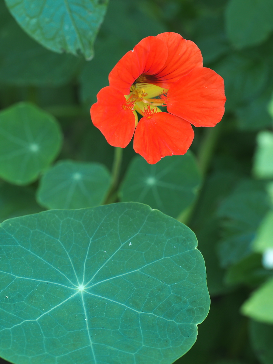 食べられる花　ナスタチウム_f0287251_7472092.jpg