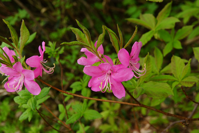 f0207955_7373443.jpg