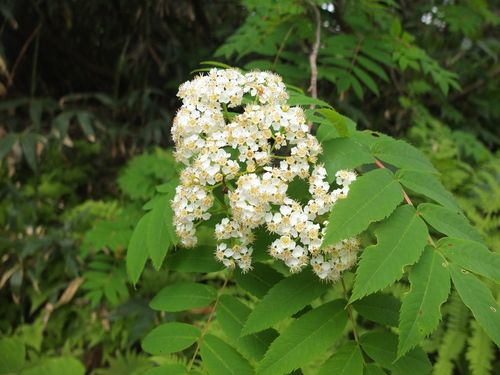 f0207955_9371711.jpg