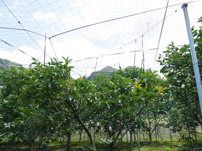太秋柿 古川果樹園 こだわりと美味さの秘密!_a0254656_16235859.jpg