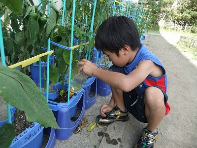 ２年生・野菜の収穫_b0211757_1813585.jpg