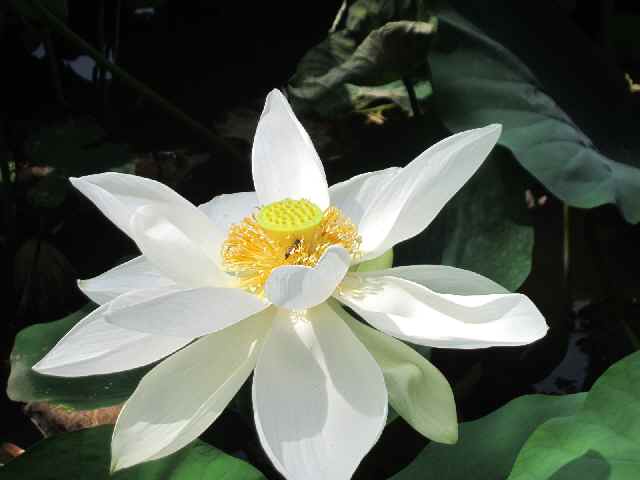 c0042960_15261290.jpg