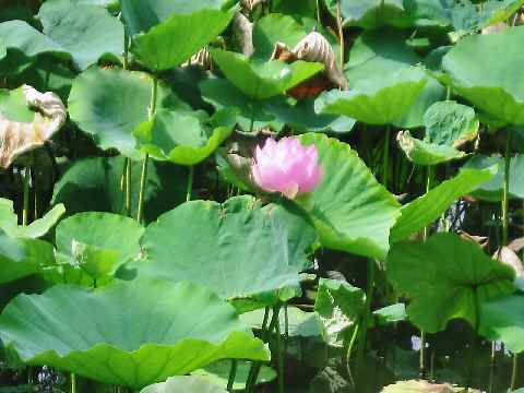 c0042960_15263398.jpg