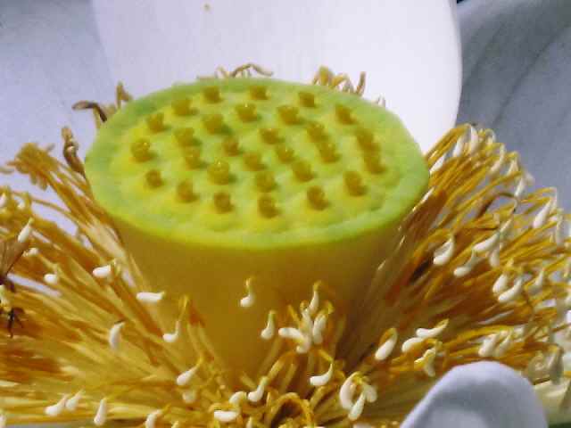 c0042960_15265537.jpg