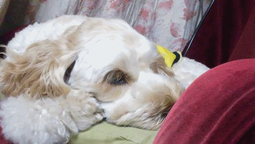 e0213360_21412650.gif