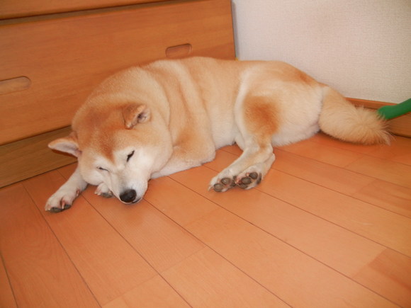 ’13,7,21(日)参議院選挙と興津の海~!_f0060461_9372454.jpg