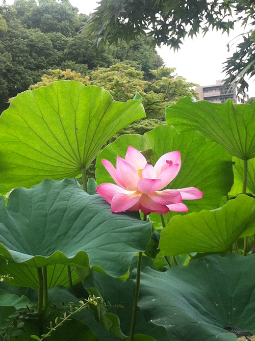 瀬戸内国際芸術祭_f0213863_0532686.jpg