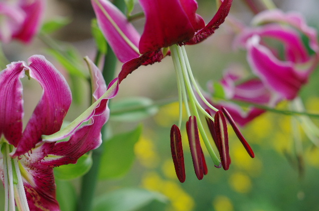  Lily 夏の百合 #photo #japan #pentax _c0153764_8465913.jpg