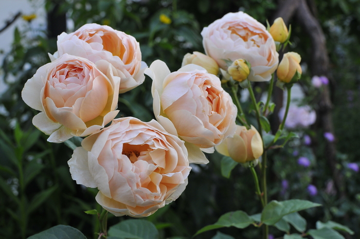 極上の香り ジュード ジ オブスキュア judeの庭と薔薇のカヲリ 極上の香り ジュード ジ オブスキュア judeの庭と薔薇のカヲリ