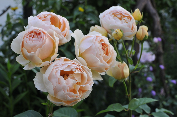 極上の香り ジュード ジ オブスキュア ｊｕｄｅの庭と薔薇のカヲリ